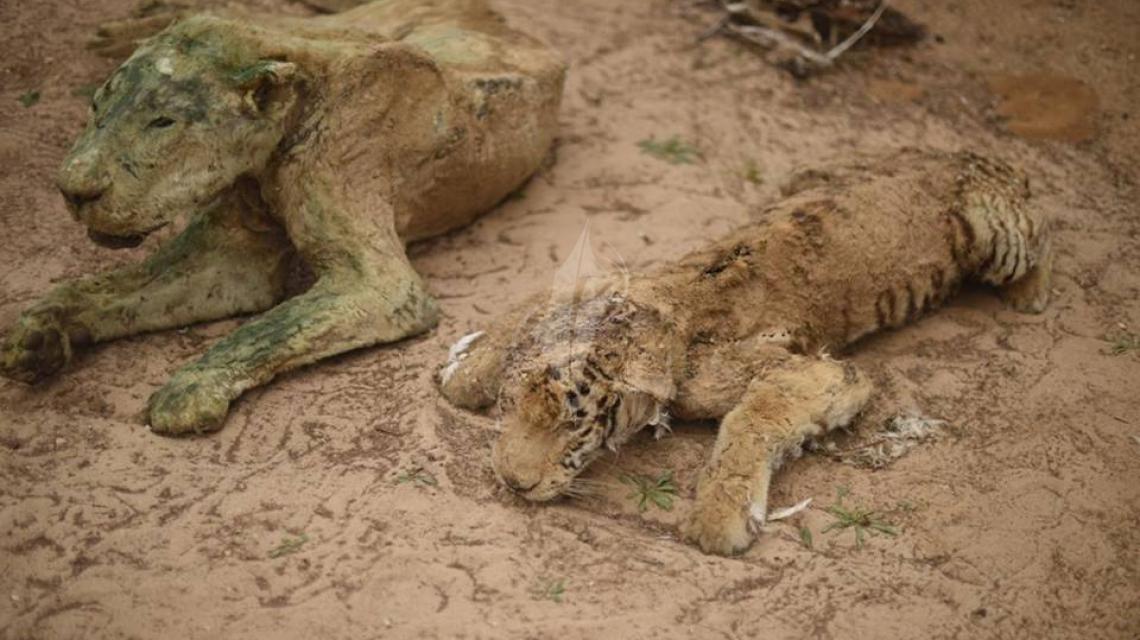 بالصور ..حديقة الحيوانات الوحيدة بغزة شاهد على جرائم الاحتلال فجميع حيواناتها ميته
