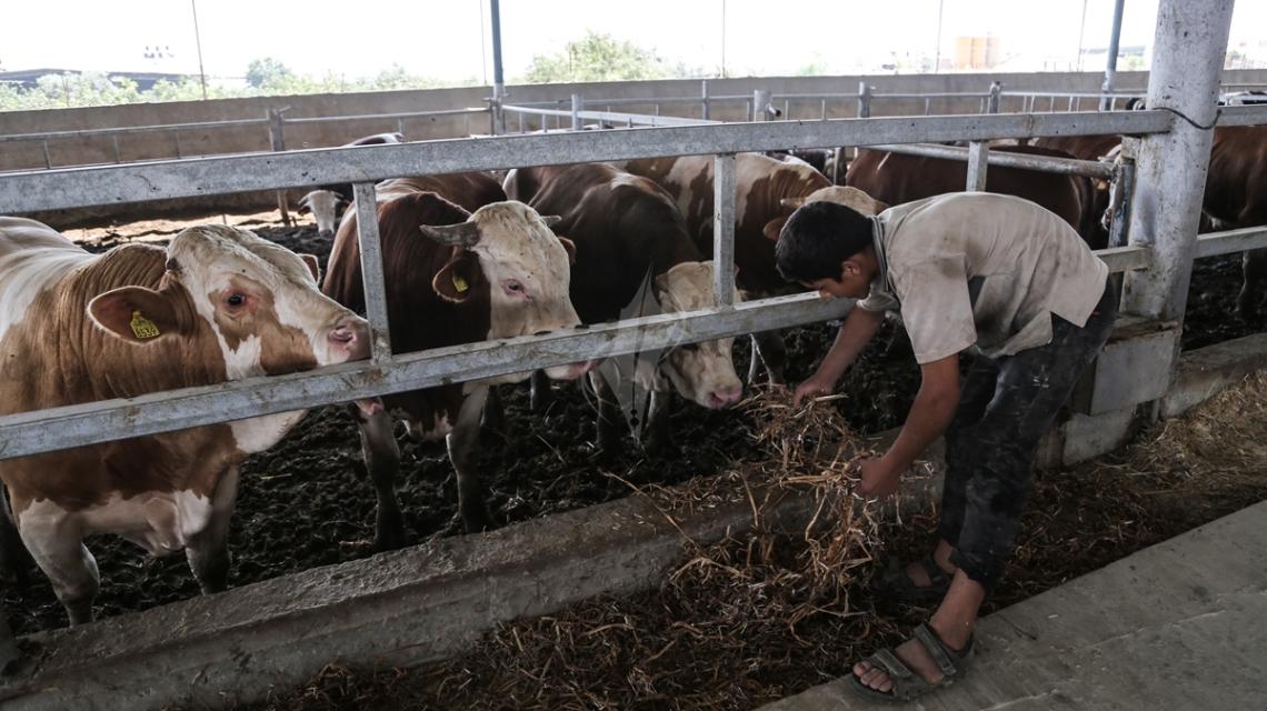 بالصور :مزارع العجول فى غزة تستعد لاستقبال عيد الاضحى