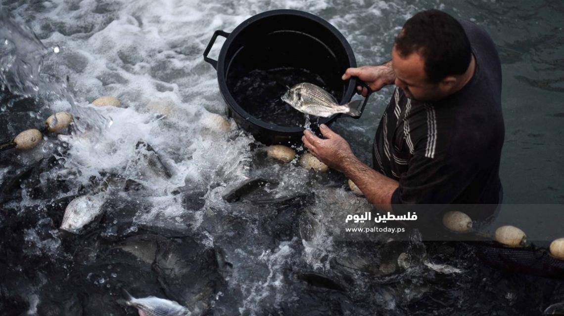 " الاستزراع السمكي " فى غزة بديل عن مضايقات الاحتلال البحرية