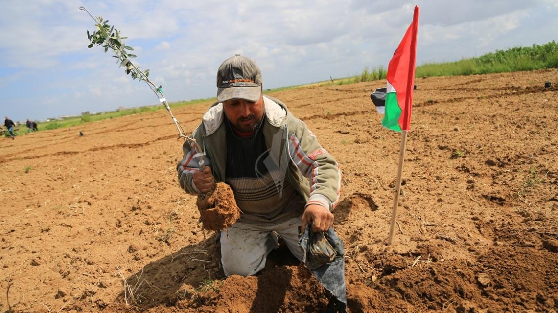 بالصور:غزيون يزرعون أشحار الزيتون على الحدود الشرقية لحي الشجاعية في ذكرى يوم الأرض