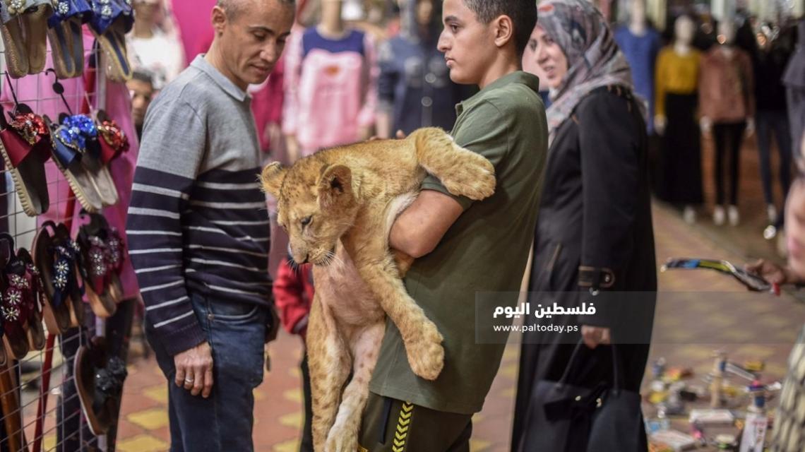شاهد ... أسود تتجول بين المواطنين فى سوق مدينة خانيونس 