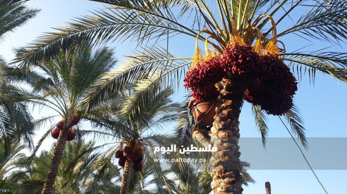 وسط اجراءات وقائية من كورونا: جني ثمار البلح في دير البلح  