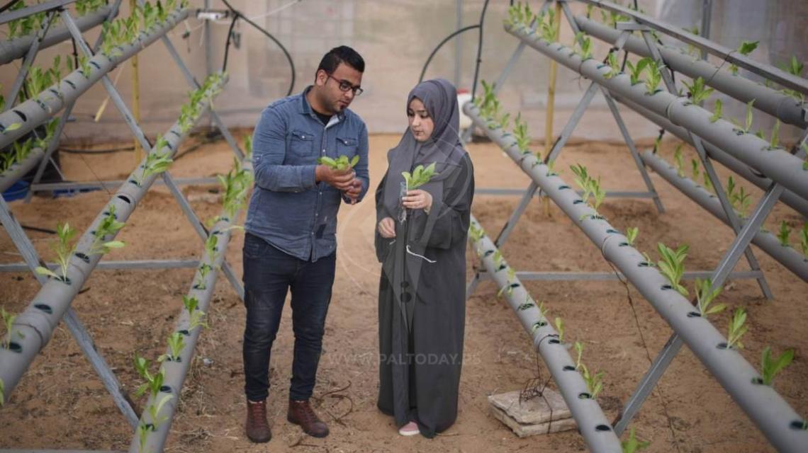 الأخوان أبو دقة مهندسان زراعيان يُنبتان الخس بـالزراعة المائية