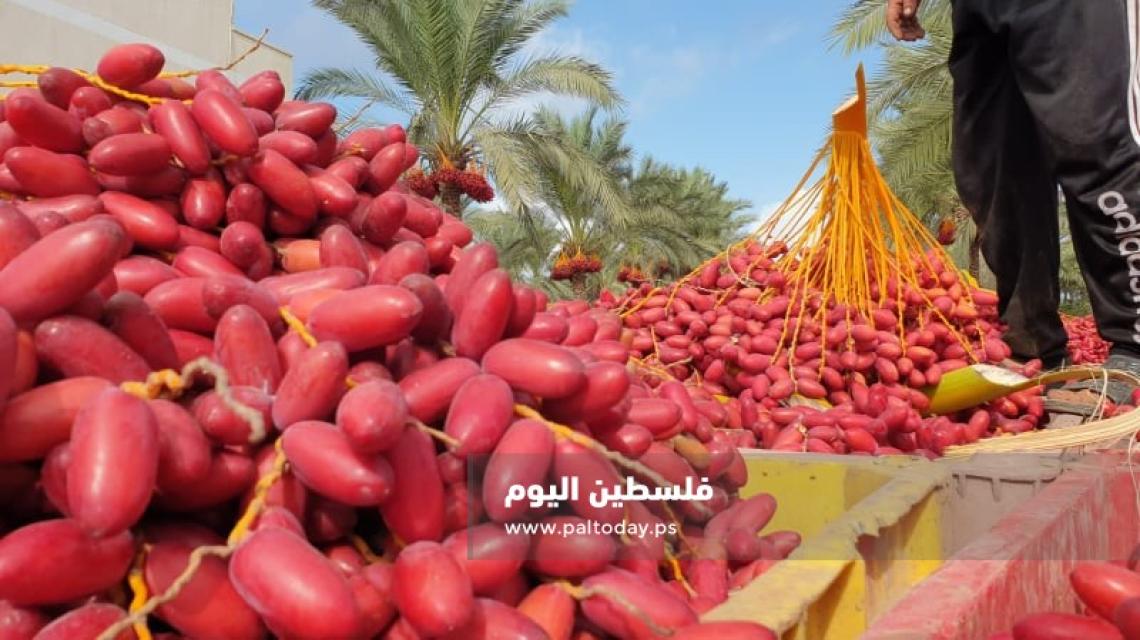 افتتاح موسم جني ثمار البلح في دير البلح
