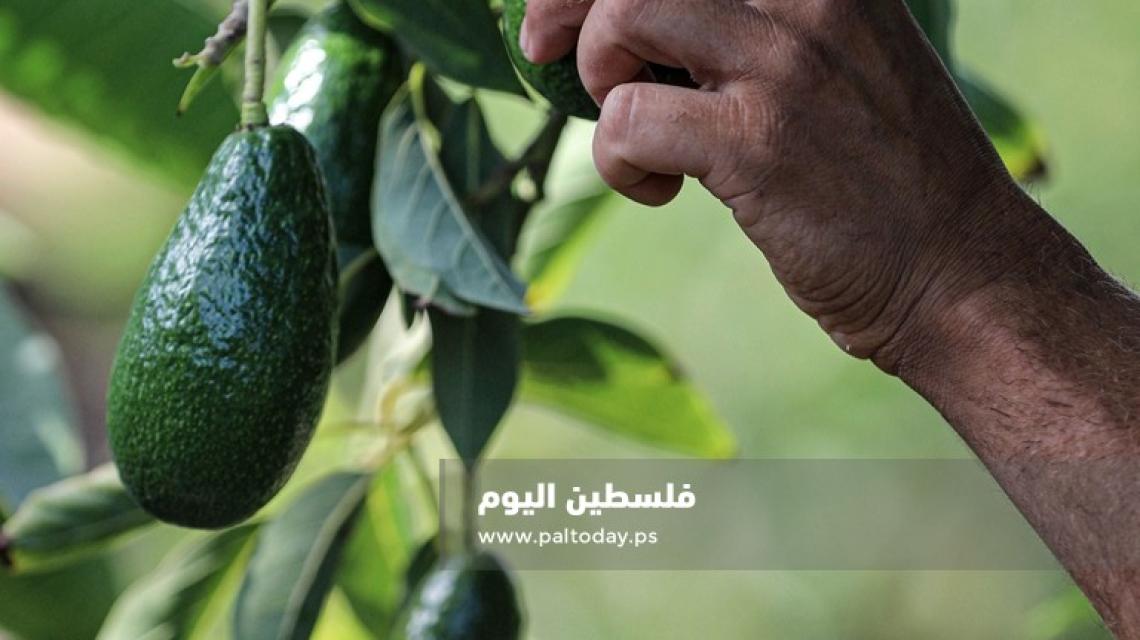 مزارعون يقطفون ثمار الافوكادو في قطاع غزة