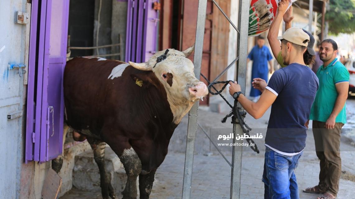 غزيون يجهزون الاضاحي امام منازلهم استعداد لذبحها