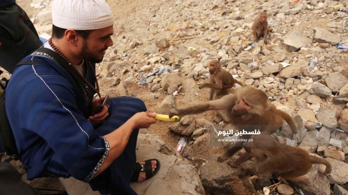 حجاج بيت الله الحرام يطعمون الحيوانات الفواكه على جبل النور قرب غار حراء