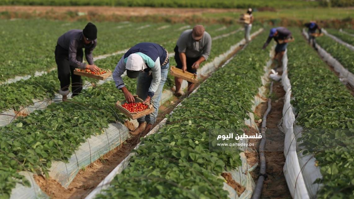 موسم جني ثمار الفراولة في بلدة بيت لاهيا شمال قطاع غزة
