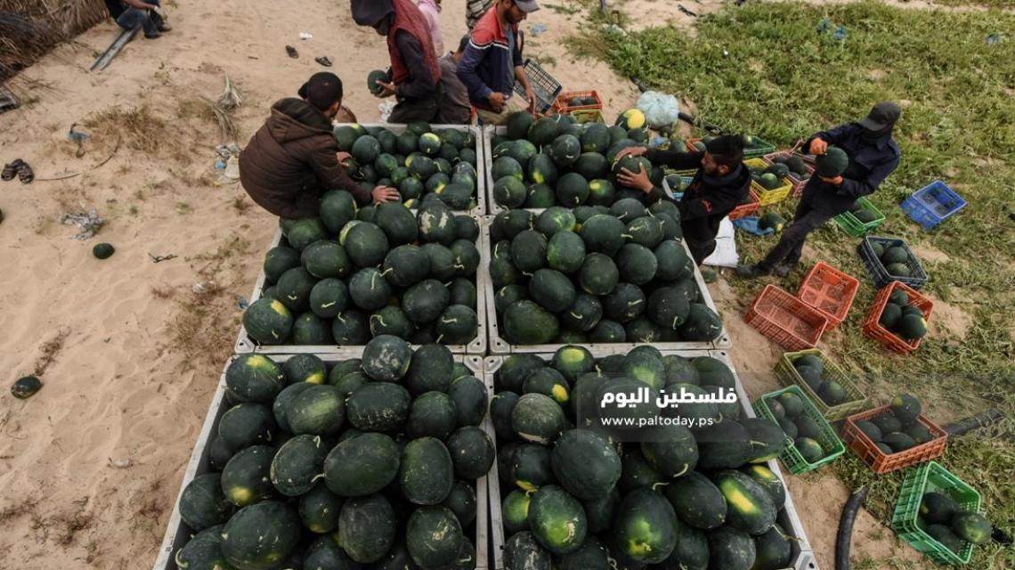 بدء موسم قطف " البطيخ " من مواصي مدينة خانيونس جنوب القطاع