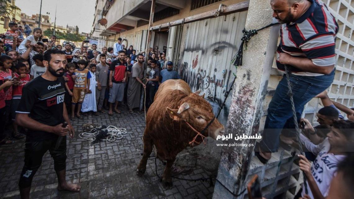 ذبح الأضاحي فى اول أيام عيد الأضحى فى غزة