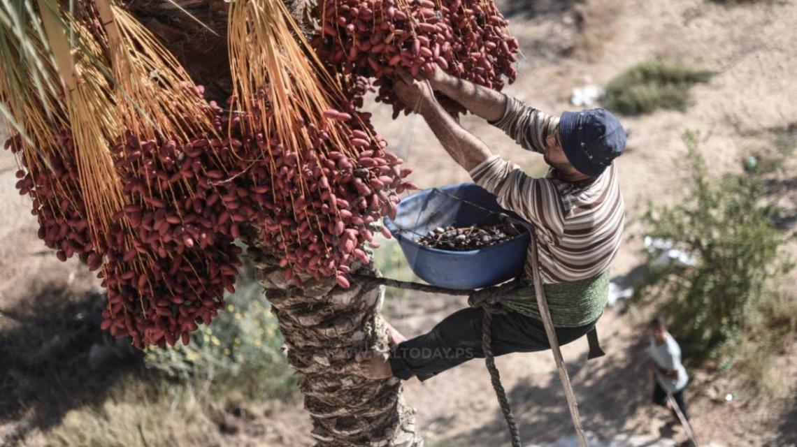 موسم جنى ثمار البلح من مدينة خانيونس جنوب قطاع غزة