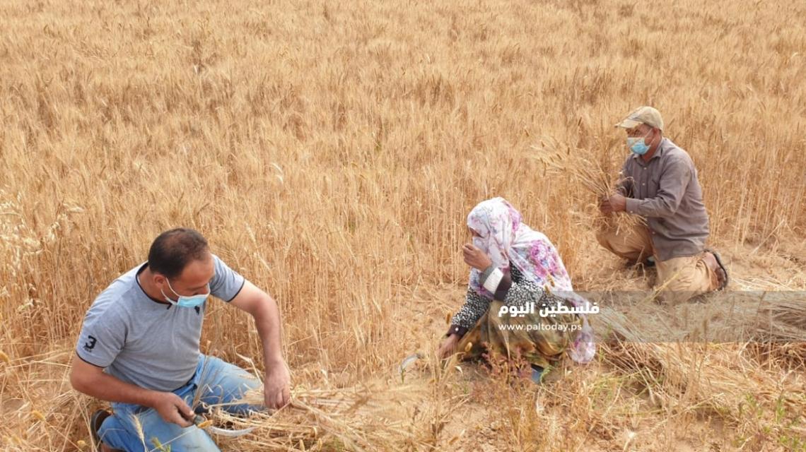 مزارعون غزيون يحصدون القمح في المناطق الحدودية شرق قطاع غزة