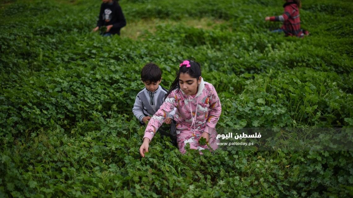 موسم قطف نبتة " الخبيزة " من بلدة عبسان جنوب قطاع غزة
