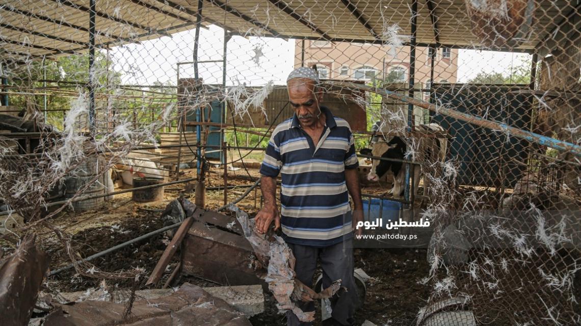 أضرار في مزرعة لتربية المواشي إثر القصف الصهيونى شرق مدينة غزة الليلة الماضية