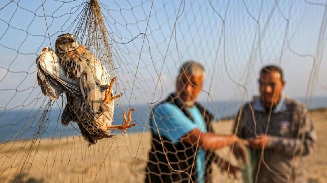 صيد طائر السمان عبر شباك في غزة