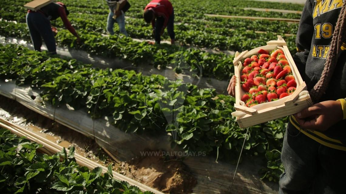 مزارعون يجمعون الذهب الأحمر الفراولة من حقول غزة