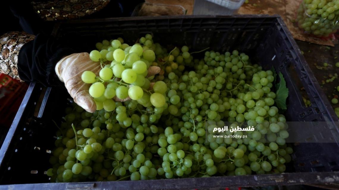 مزارعون يعملون في مزارع العنب في قرية الجفتلك شمال أريحا في الأغوار الجنوبية، 