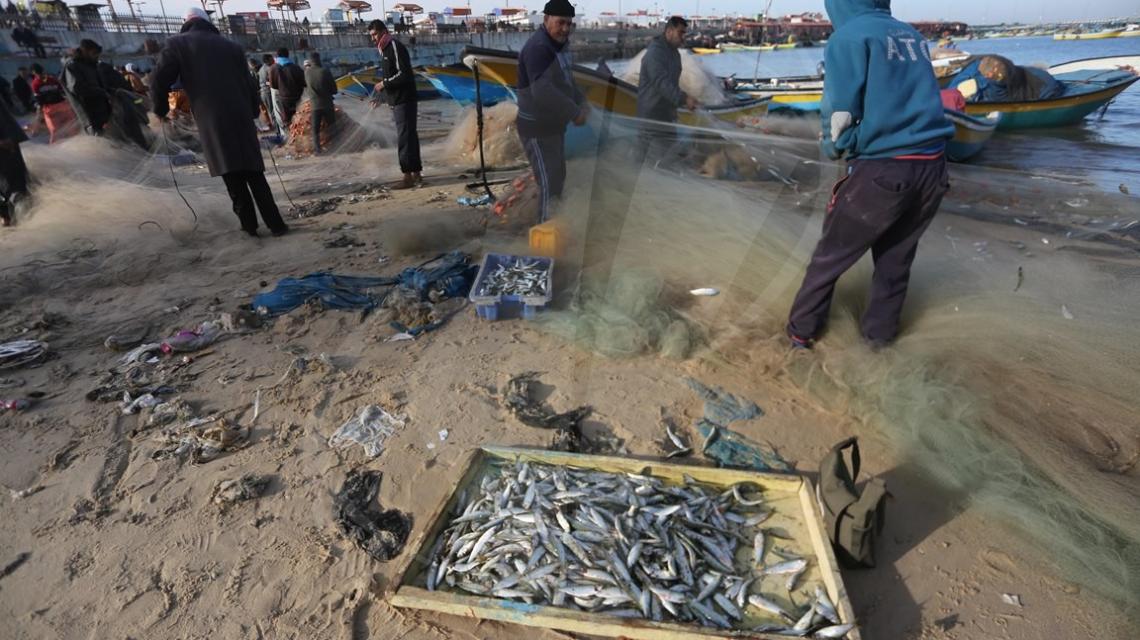 اسماك "السردين"تغزو شواطئ غزة بعد منخفض الخميس