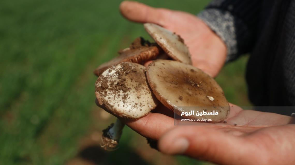 مواطنون يقطفون الفطر البري في سهول مرج بن عامر.