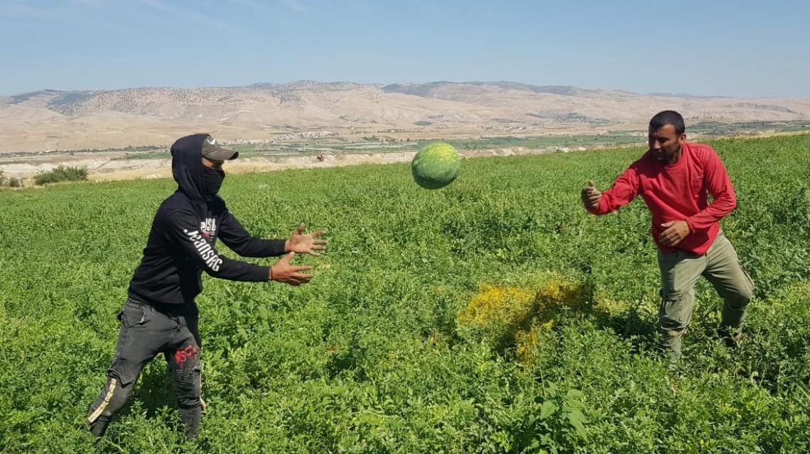 مزارعون فلسطينيون يقومون بجني محصول البطيخ من حقولهم في عين الساكوت بالأغوار الشمالية رغم قيود واجراءات الاحتلال