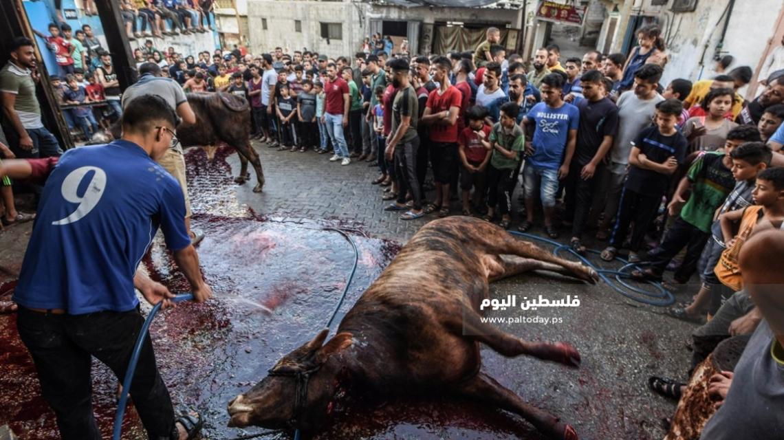 "الذبح أمام البيوت" .. من طقوس غزة في عيد الأضحى