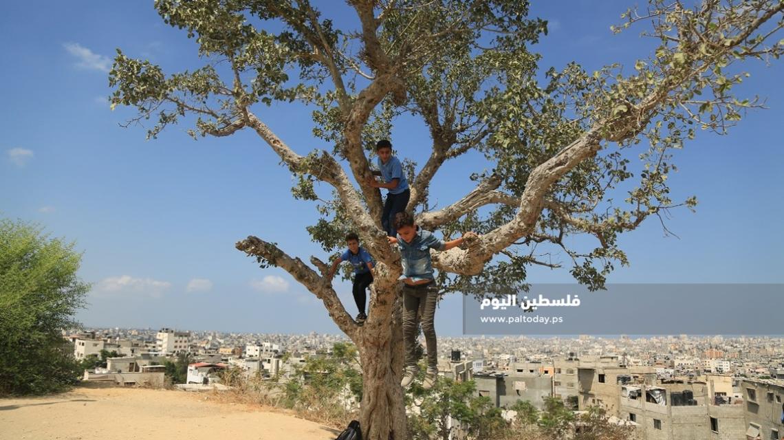 طلاب يتسلقون شجرة "الجميزة" من أعلى منطقة في غزة