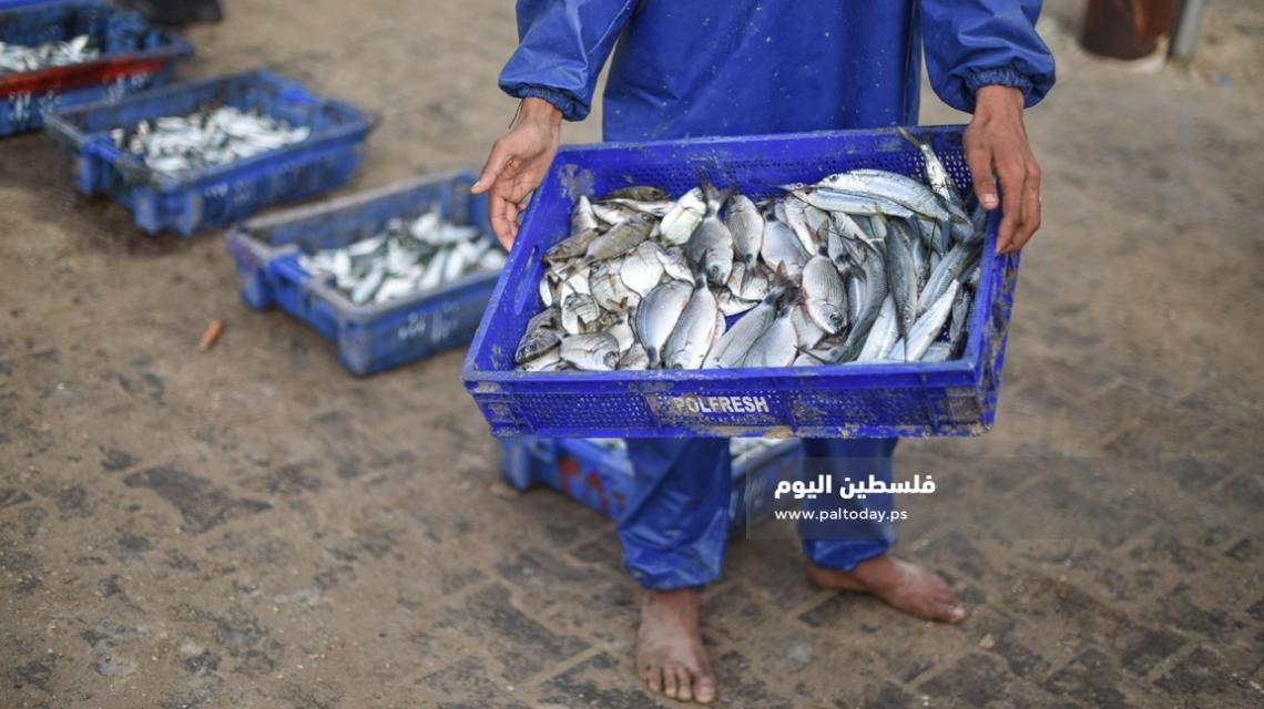 جولة صباحية من داخل " حسبة السمك " فى مدينة خانيونس