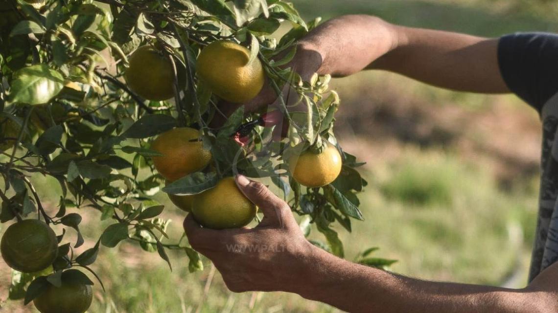 قطف الحمضيات من جنوب قطاع غزة