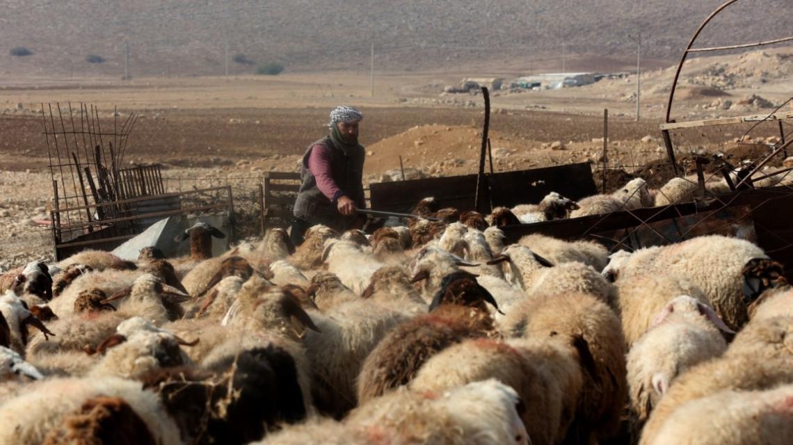 الاغوار الشمالية - المواطن برهان بشارات 46 عاما يمتهن وعائلته تربية المواشي في خربة مكحول بالأغوار الشمالية