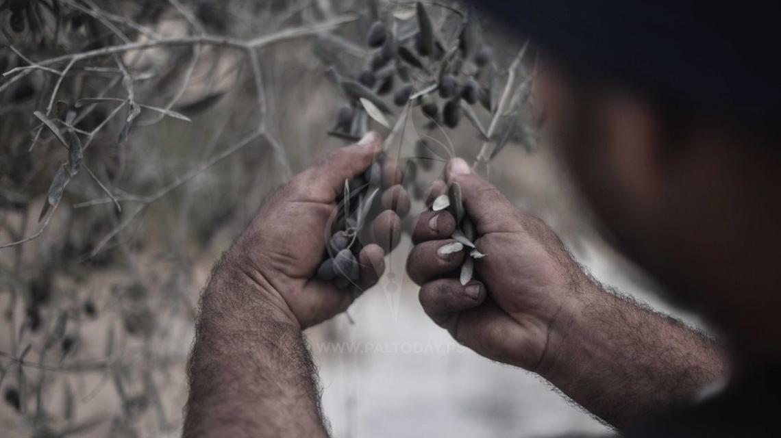 موسم قطف الزيتون  في خانيونس