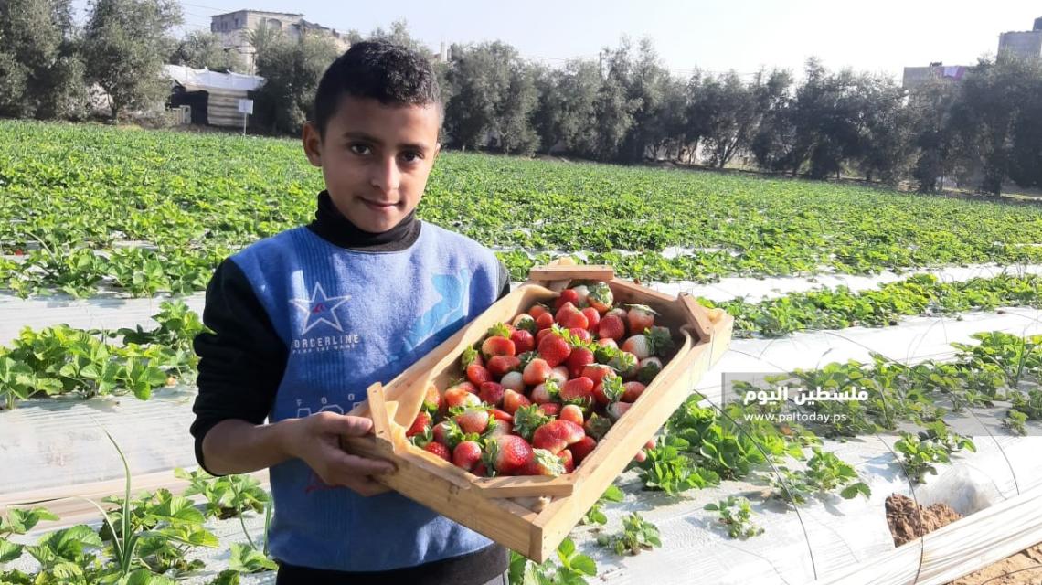 مزارعون فلسطينيون يقطفون فاكهة الفراولة (الذهب الأحمر)  في بيت لاهيا شمال قطاع غزة