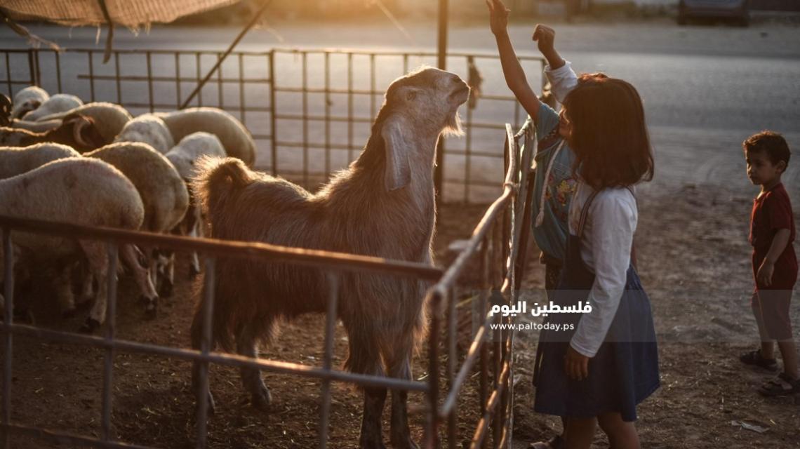 مزارع المواشي .. ملاذ للترفيه والفرح لأطفال غزة 