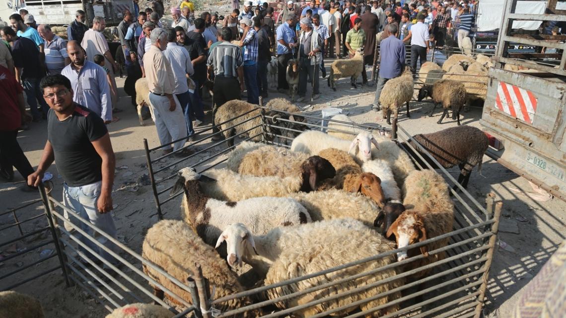 بالصور:أسواق المواشي تكتظ بالمواطنين في غزة