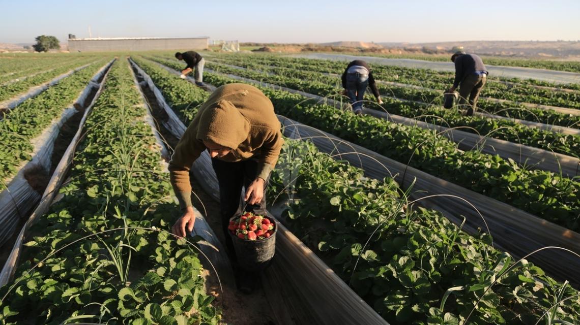 بالصور: مواطنون من بيت لاهيا يقومون بقطف ثمار الذهب الأحمر