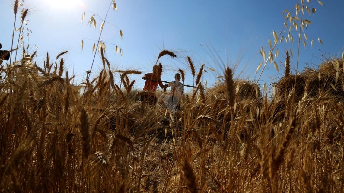 بالصور: موسم حصاد القمح في غزة
