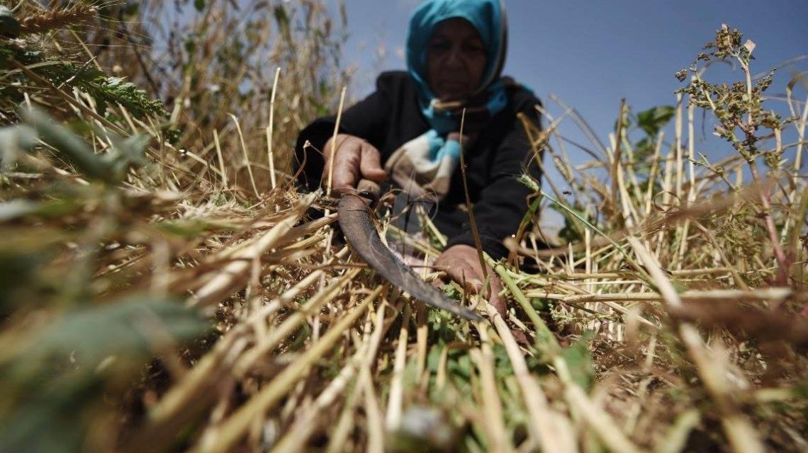 بالصور : موسم حصاد القمح من جنوب قطاع غزة
