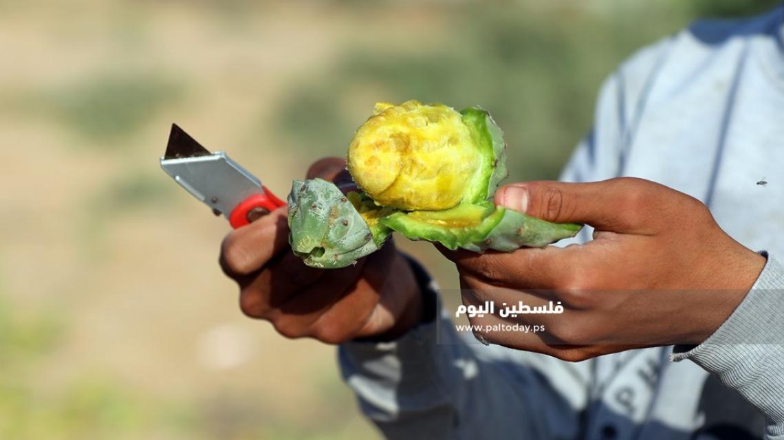 موسم جني فاكهة الصبر في غزة
