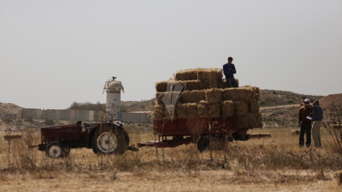 بالصور:بالتعاون مع الصليب.. مزارعون بالقرب من مواقع الاحتلال يحصدون القمح على الحدود الشرقية