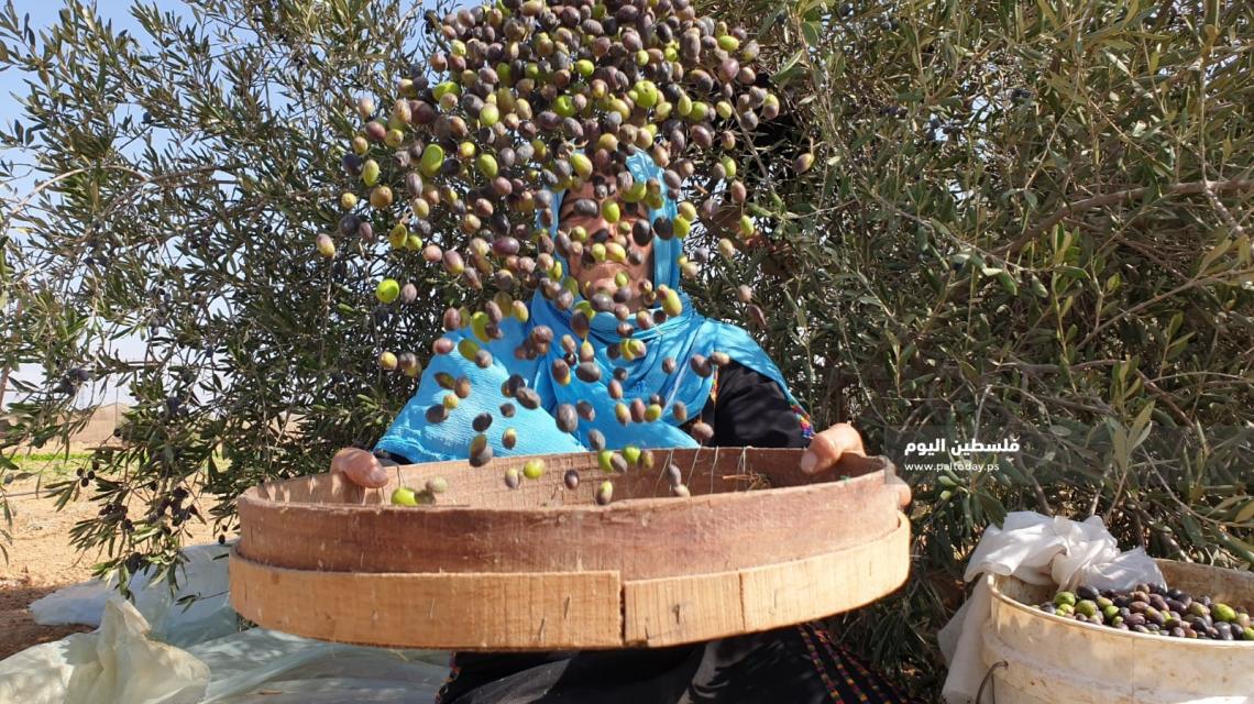 "الذهب الأخضر" يزهو في غزة .. موسم قطف الزيتون 