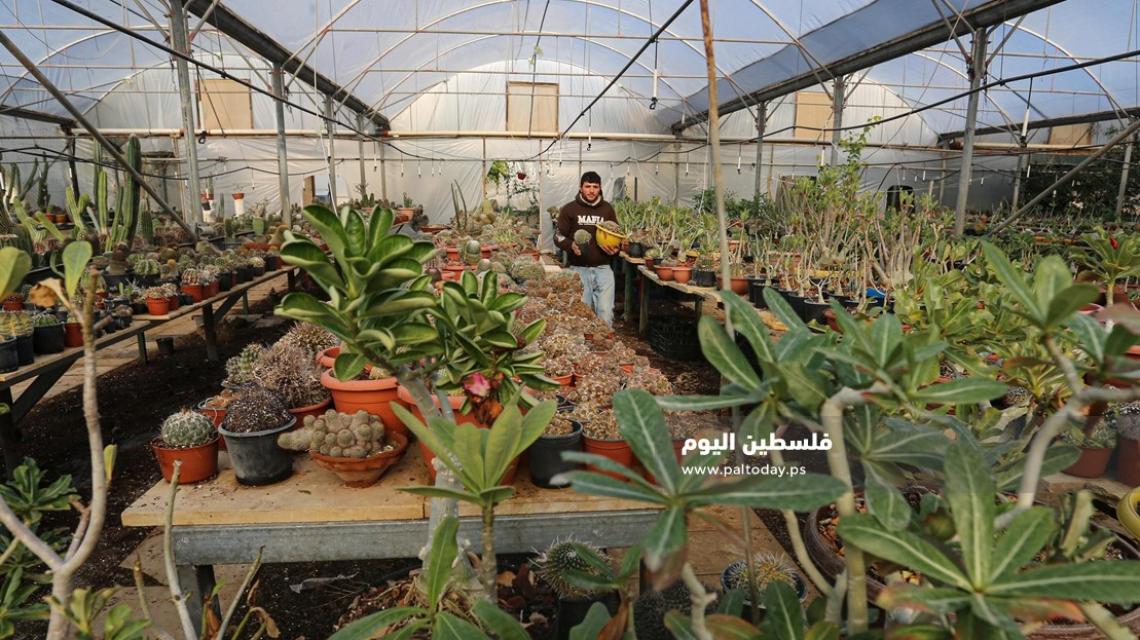 نبتة الصبار بألوان وأنواع جذابة شمال قطاع غزة