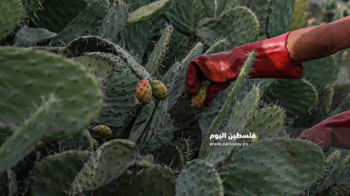 "الصبر".. فاكهة أهل غزة التي تُنزع من شوكها