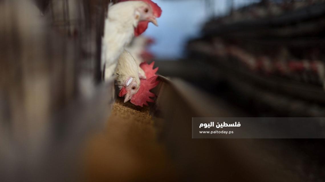 جولة مصورة داخل مزارع البيض جنوب قطاع غزة 