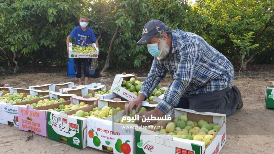 مزارعون يتخوفون من انهيار موسم الجوافة في ظل تشديد الإجراءات بسبب كورونا