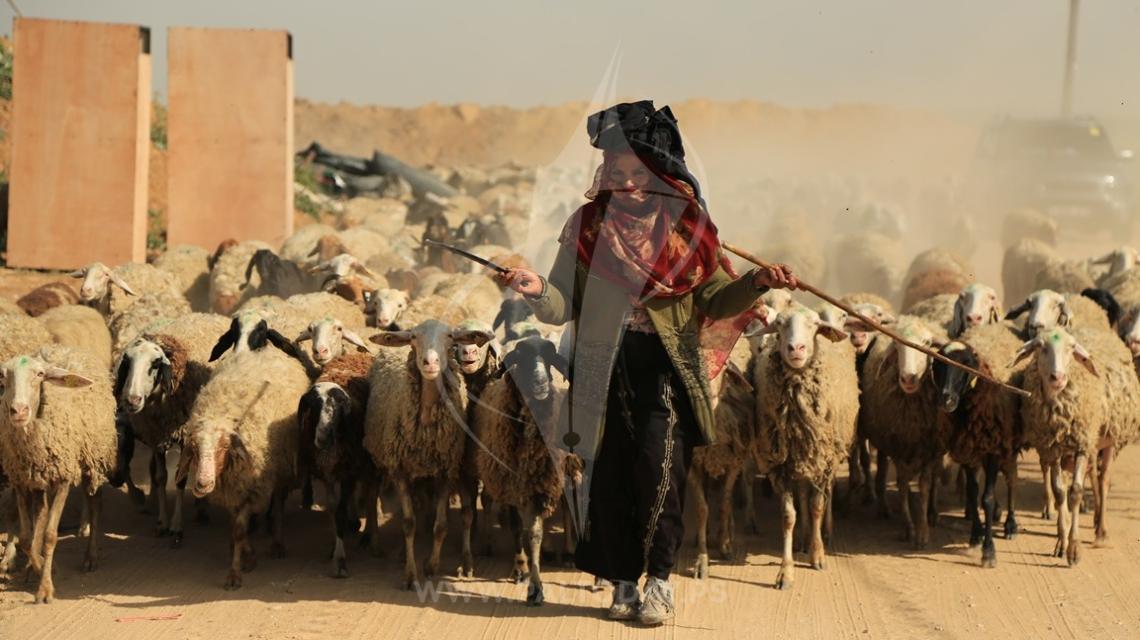  امرأة فلسطينية ترعى الأغنام بالقرب من السياج الفاصل شرق غزة 