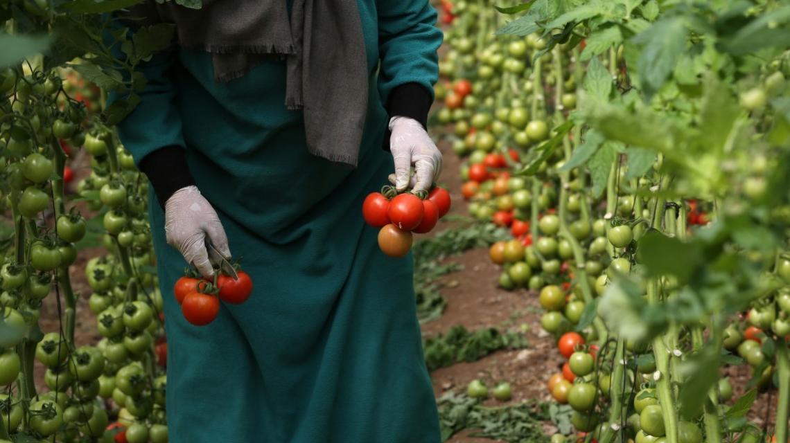 مواطنة  تقطف ثمار البندورة داخل دفيئة زراعية بيوم المراة العالمي