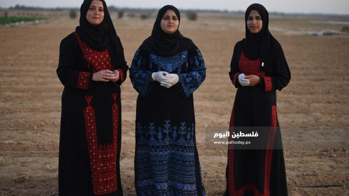 ثلاث خريجات من خزاعة يقمن بإستئجار قطعة أرض وزراعتها لسد رمق عائلاتهن .