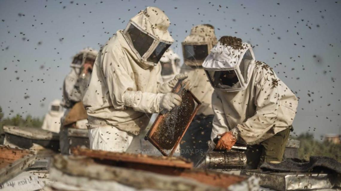 بدء موسم جني العسل الربيعي فى جنوب قطاع غزة