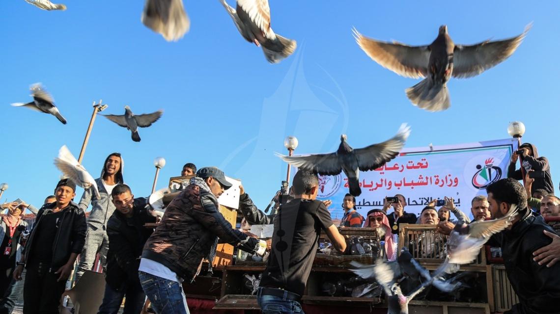  سباق للحمام الزاجل في ميناء غزة