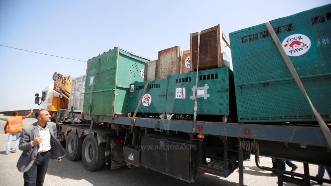 نقل عشرات الحيوانات البرية من غزة إلى الأردن عبر حاجز بيت حانون