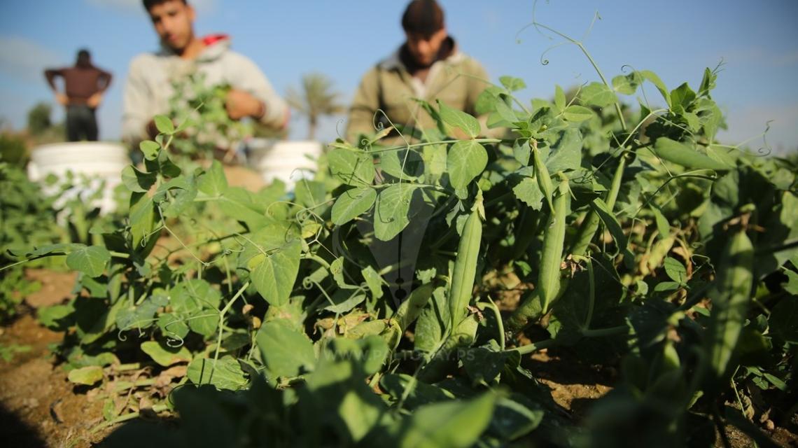 مزارعون فلسطينيون يحصدون البازلاء في مزرعة في بيت لاهيا ، في شمال قطاع غزة